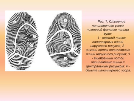 Потоки папиллярных линий дельты