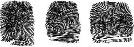 Завиток петля дуга дерматоглифика