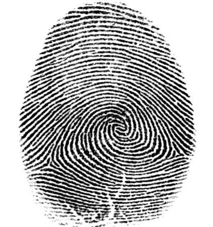 Отпечаток папиллярного узора строение