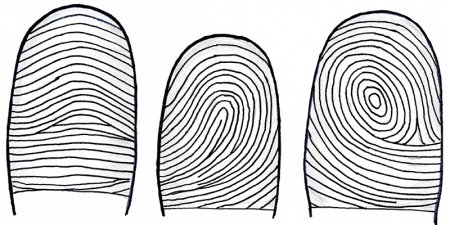 Петля дерматоглифика