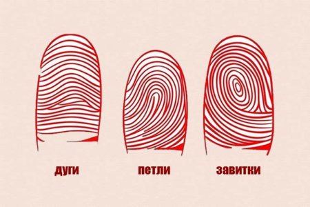 Завиток петля дуга дерматоглифика