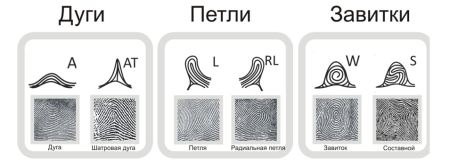 Тип папиллярного узора отпечатка пальца