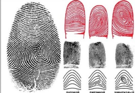Дактилоскопия папиллярных узоров пальцев рук