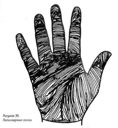 Папиллярные линии пальцев
