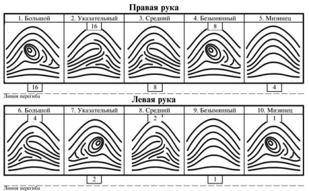 Схематическая зарисовка папиллярных узоров