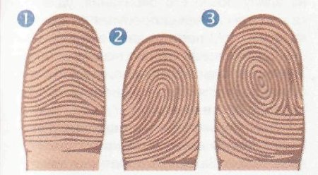 Петля дерматоглифика