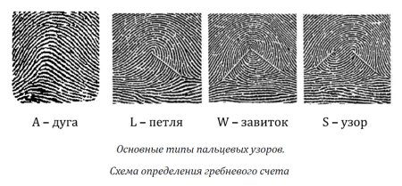 Основные типы дерматоглифических узоров