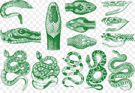 Змея референс