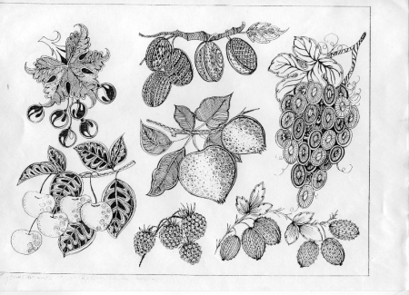 Зарисовки природных форм