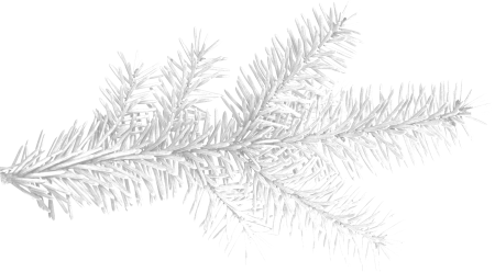 Елочная ветка