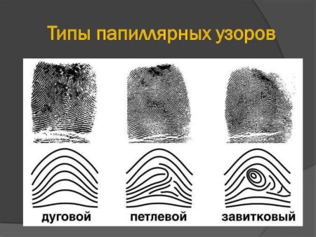 Петлевой Тип папиллярных узоров