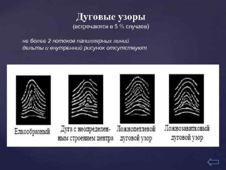 Классификация папиллярных узоров пальцев рук