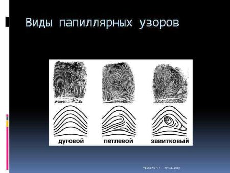 Папиллярные узоры криминалистика