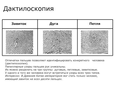 Типы папиллярных узоров пальцев рук криминалистика