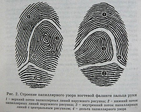 Зоны папиллярного узора ногтевой фаланги