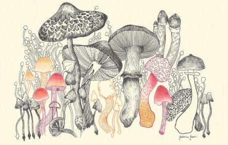 Грибы эскиз