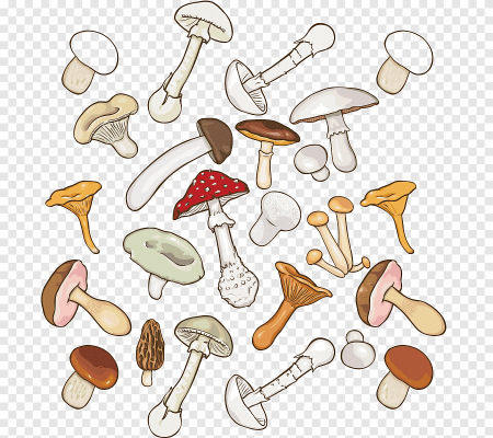 Грибы вектор