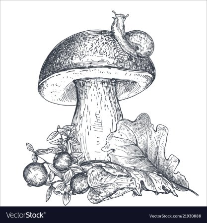 Грибы для распечатки