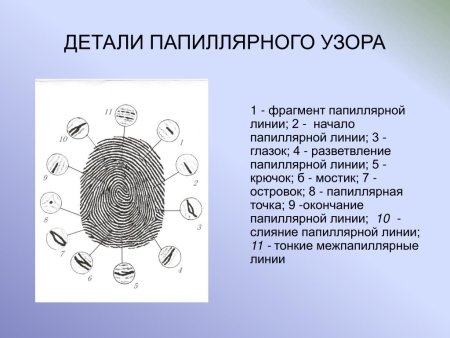 Детали строения папиллярного узора пальцевого отпечатка