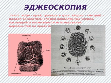 Элементы папиллярного узора