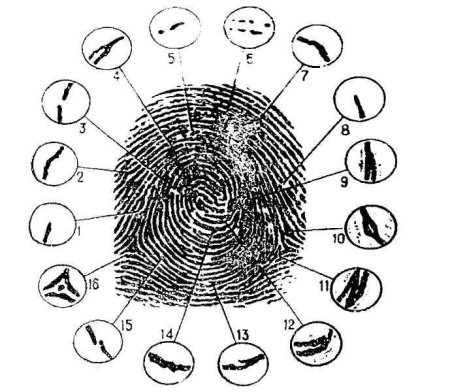 Отпечаток папиллярного узора строение