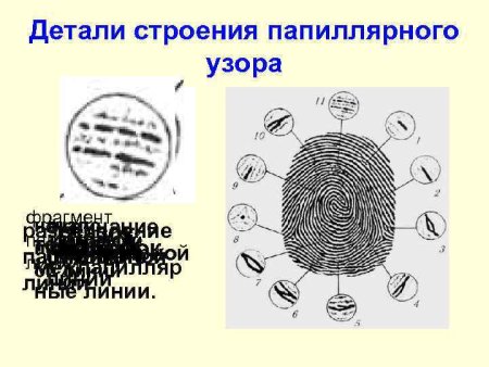 Детали папиллярного узора криминалистика