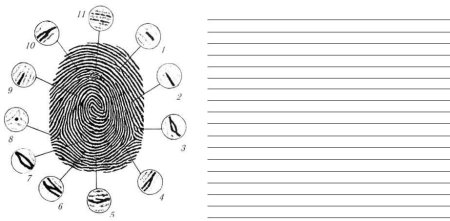 Детали строения папиллярного узора пальцевого отпечатка