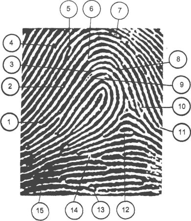 Детали строения папиллярного узора 17