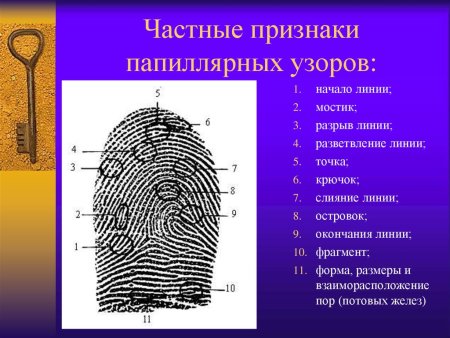 Детали строения папиллярного узора пальца
