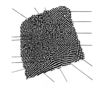 Потоки папиллярных линий дельты