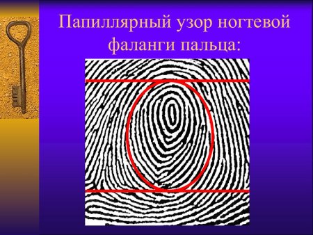 Зоны папиллярного узора пальца руки