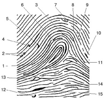 Папиллярные узоры криминалистика