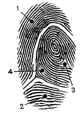 Папиллярные узоры на пальцах