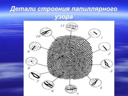 Строение папиллярного узора криминалистика