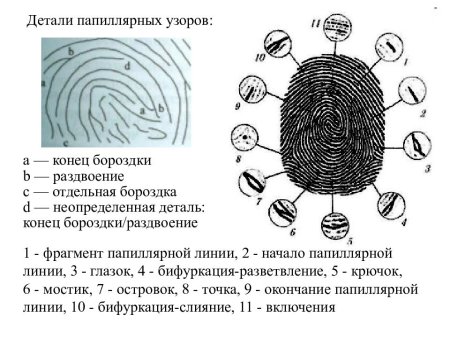 Строение папиллярного узора криминалистика