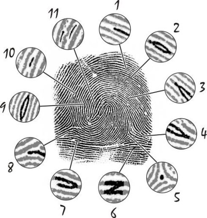 Частные признаки папиллярного узора