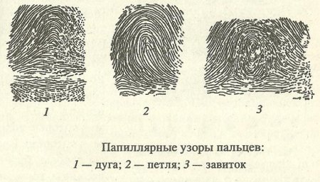 Детали строения петлевого папиллярного узора