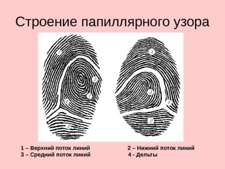 Разметка деталей строения папиллярного узора