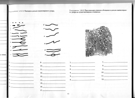 Частные признаки папиллярного узора