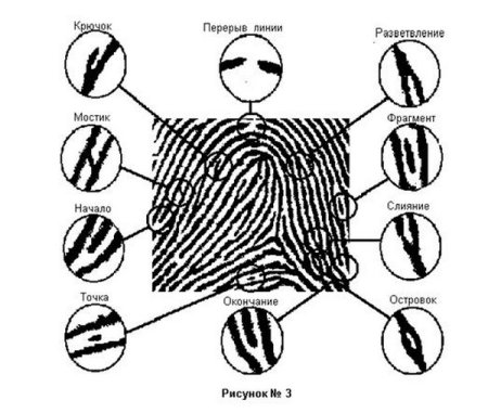 Строение папиллярного узора пальца криминалистика