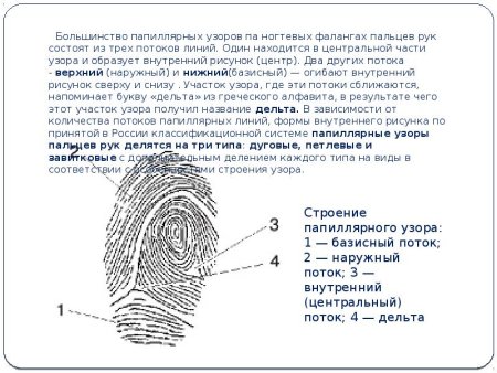Строение дельты папиллярного узора