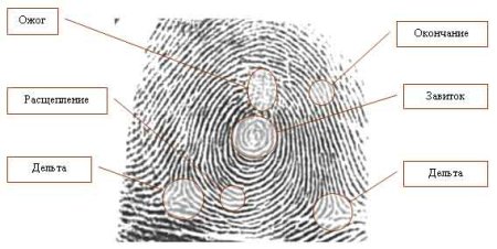 Основные типы узоров папиллярных линий