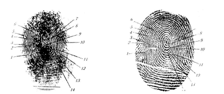 Строение папиллярного узора криминалистика