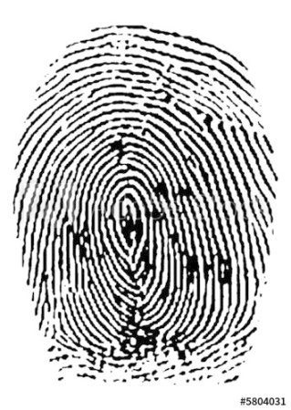 Петлевой Тип папиллярных узоров