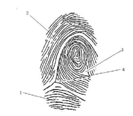 Папиллярные линии это в криминалистике
