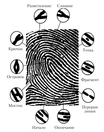 Папиллярный узор ногтевой фаланги
