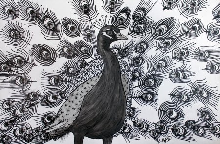 Зентангл Павлин