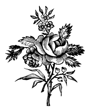 Эскизы цветов для выжигания