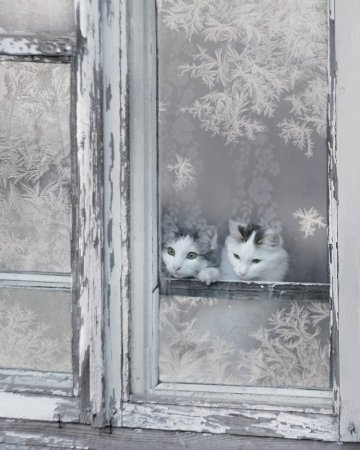 Снег за окном