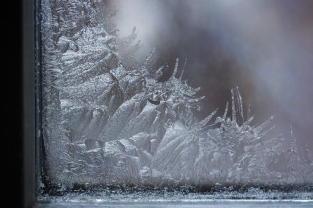 Трихиты иней